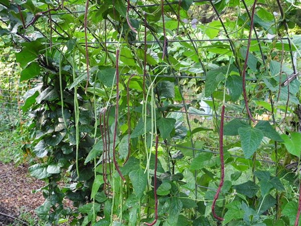 Asparagus beans  Travis County Master Gardeners Association